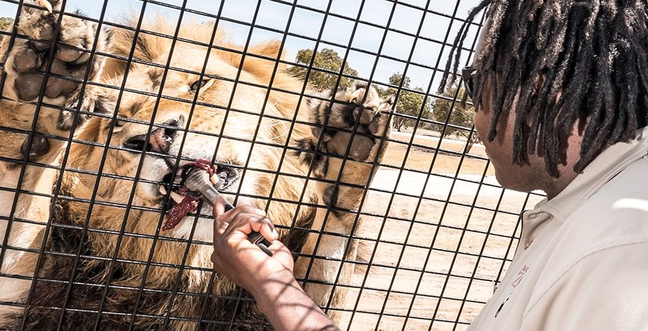 Thumbnail for Lions 360